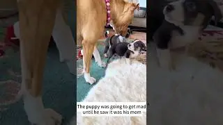 Strict yet gentle! See how a mother dog teaches her puppies to be &ldquo;dogs&rdquo;. #cutepet #babyraising #fyp