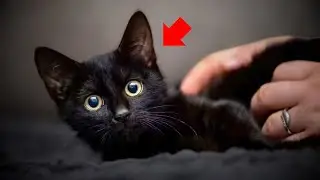 Warum schwarze Katzen ganz anders sind, als Sie denken &ndash; 9 verbl&uuml;ffende Enth&uuml;llungen