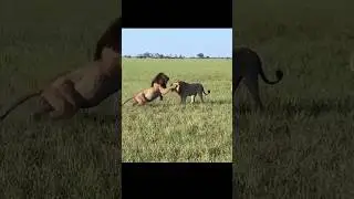 World&rsquo;s Deadliest And Strongest Lion By info fact News