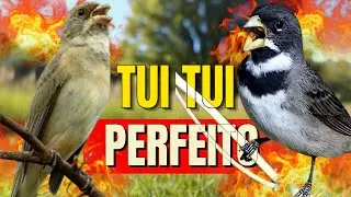 COLEIRO TUI TUI PERFEITO PARA ENSINAR PAPA CAPIM ESQUENTAR COLEIRO TUI TUI