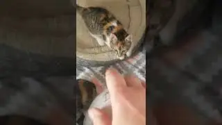 Ark Of Grace Sanctuary: The Kittens Play Spiderman