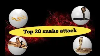 Top 20 snake attack in 2023 | very hum full snake in India |