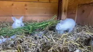 Neuer Stall f&uuml;r Kalifornier Kaninchen vom 10.09.25