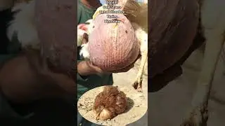 Chicken Flushing Procedure in Winter | Flushing Poultry Birds | Dr. ARSHAD