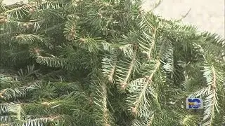 Christmas tree recycling