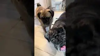 Biggest pug world record!? #pug