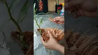 Orchid Plant at Home Easily/ Orchid Ghar me lagane na easy process/orchid kase lagaye🌼🌿🌾