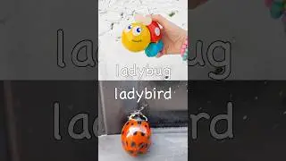 Bug Insect Names for Kids to Learn in the Snow: Ladybug Centipede Slug Butterfly Stink Bug