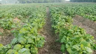 Hybrid mustard crop #pioneer #seed excellent performance area ##Naukot