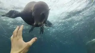 Curious Sea Lion