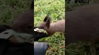 Новогодний орех для белки. Christmas nut for squirrels #squirrel #белка #गिलहरी