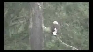 Eagle pooping