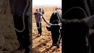 #FarmerStory#BullAndFarmer  #TrueFriendship#VillageLife  #LoyaltyPaysOff #DesiReel#ViralReelPakistan