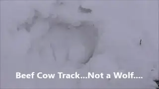 Those Ain't Wolf Tracks
