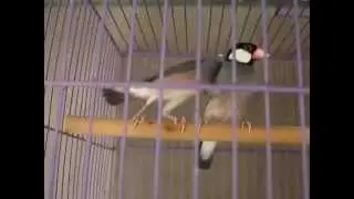 My First Bird Pet