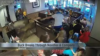 Deer crashes through window of Beloit Noodles & Company