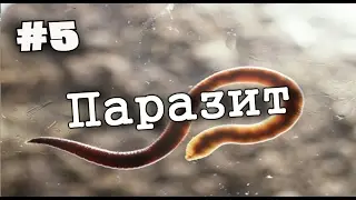 СКРЫТНЫЙ ПАРАЗИТ (Plague Inc: Evolved)