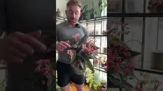 #PolkadotBegonia #plants  #houseplants #gardening #plantcare #plantlover #gardentips #garden
