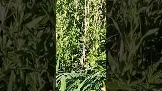 The&nbsp;emperor dragonfly皇帝蜻蜓