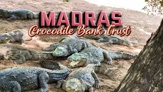 Madras Crocodile Bank | Must Visit Place for Reptile Lovers