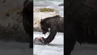 Biggest surprised catch! #fish #bigfish #fishwatching #reels #lover #shots #sweetfish #trending