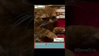 Meme collection part 30 #memes #funnycats #cute