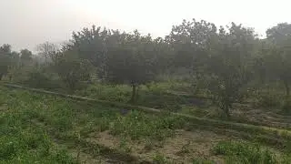 Gurwara Organic Farm Video Dated   17th Jan 2021