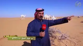 العساس - جو - طرفا - الشمال |  تقديم نايف بن جزيان