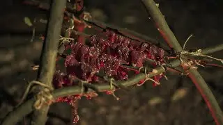 ASMR Overnight Camp Cooking: 5-Hour Wood-Smoked Beef Jerky in the Forest