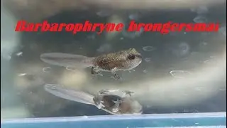 #76  Barbarophryne brongersmai- od kijanki do ropuchy #terrarium #terrarystyka #vivarium #płazy