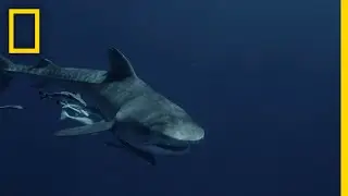 A Case of Mistaken Identity | Shark vs Surfer