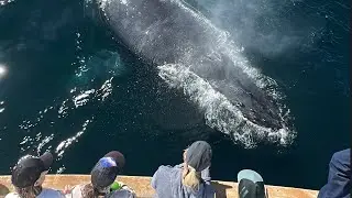 Wait for it! Whale Watching at the Channel Islands in Southern California
