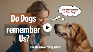 How Long Do Dogs Remember Their Owners? (The Truth)