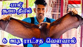 ஆமை தீவு பாலி | 5.5 அடி ராட்சத வௌவால்கள் | Turtle Island Tanjung Benoa, Bali