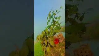 #villagelife #nature #video #virel #travel #video #flute #song #music #ringtone #instrumental #video