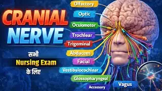 CRANIAL NERVE | Cranial Nerves Bsc Nursing 1st year | NORCET, CHO & Other Nursing Exams