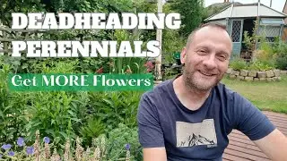 Deadheading Perennials in Early Summer | How to Deadhead Perennial Plants | What NOT to Deadhead