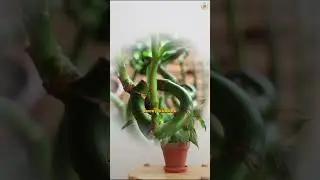 Amazing Positive Energy Plants for Home & Office
