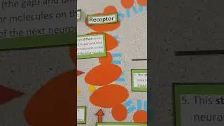 GCSE Biology:  What happens at the synapse