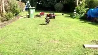 Dachsador - Woody