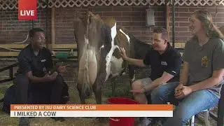 Iowa State Fair: 'I Milked a Cow' experience