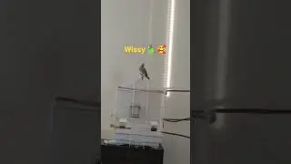 she is dancing                       #xzgg #shorts #cockatiel #parrot #birds #short #animals
