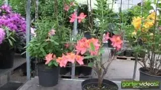 Knap Hill Azalea Tunis
