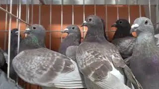 Gołębie Janssen od Ryszarda tel. 728 465 939