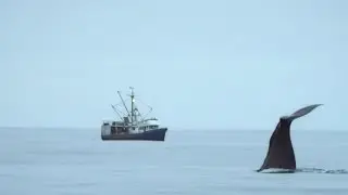 Sperm whales steal from a fishing boat - Alaska: Earth's Frozen Kingdom - Episode 1 - BBC