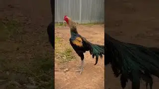 Aseel kukar🙆&zwj;♂️✨️ #ayam #lifeisbutadream #chickenbreeds #whowillbemylifepartnerta #chicken #rooster