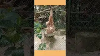 kebun binatang Ragunan, Ragunan Zoo #fun #bepositive #trending #foryou #education #zoo