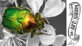 How to paint Metallic effects Beetle painting tutorial for beginners step by step | TheArtSherpa
