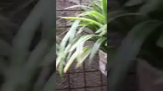 SPIDER PLANTS, airplane plant,spider ivy #plants #pottedplants