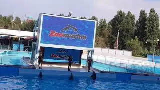 Delfini spettacolari allo ZOOMARINE
